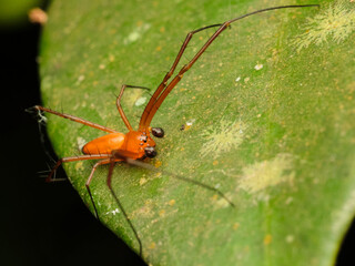 Lynx Spiders Family Oxyopidae