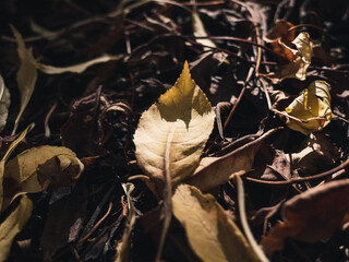 autumn leaves on the ground