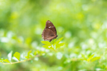 Naklejka na ściany i meble Closep view of a butterfly resting on leaf