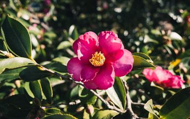 Camellia flower