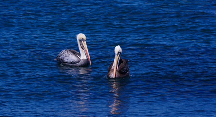 PELICANS IN NATURAL STATE