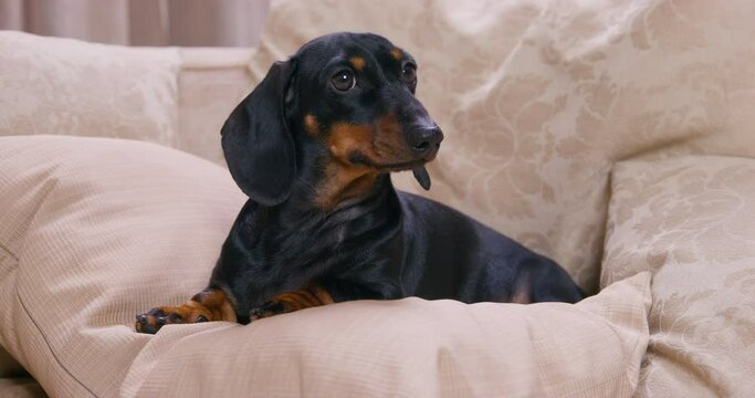 Adorable Dachshund Puppy Is Lying On A Soft Pillow On The Sofa And Licking Its Lips In Anticipation Something. Hungry Pet Obediently And Patiently Is Waiting For Feeding