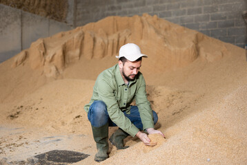 Interested young bearded farmer crouched near large pile of grinded soybean hulls for livestock feeding, checking quality of fodder