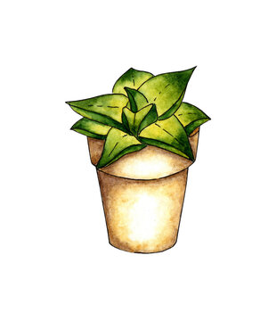 Watercolor illustration of homemade alloe flower in a pot. It's perfect for postcards, posters, banners, invitations, greeting cards, prints. Isolated on white background. Drawn by hand.