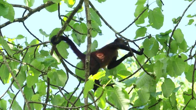 a spider monkey in a fig tree picks and eats the fruit at corcovado national park of costa rica