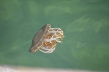 jellyfish swimming in green maui waters