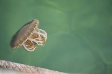 jellyfish swimming in green maui waters