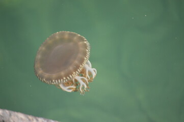 jellyfish swimming in green maui waters
