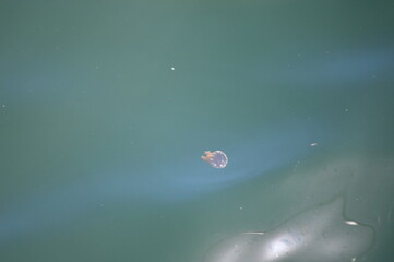 jellyfish swimming in green maui waters