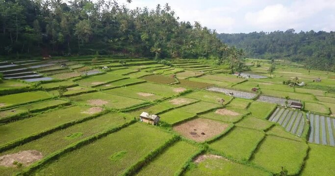 Mahagiri Resort, Bali, Indonesia. Aerial drone view over the rice terraces, slowly flyng through the valley.
