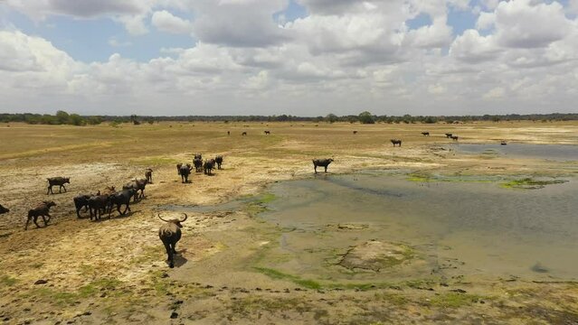 Aerial drone of Wild water buffaloes in the reserve. Kumana national park. Sri Lanka.