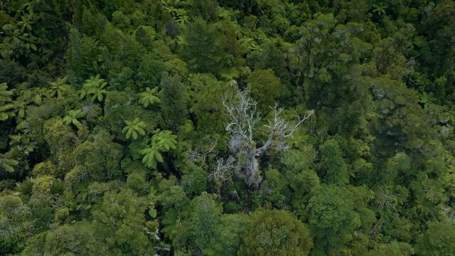 Dead kauri tree, coromandel ranges, New Zealand