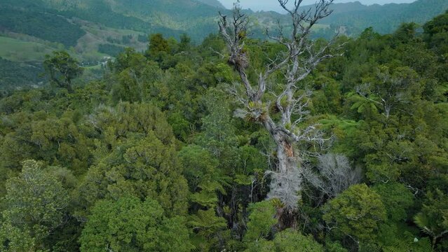 Dead kauri tree, coromandel ranges, New Zealand