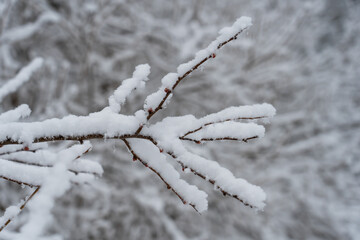 Fresh snow on tree branch