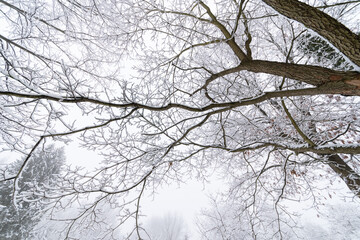 Fresh snow on tree branches