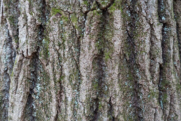 Tree bark in forest
