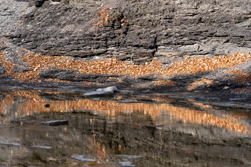 Leaves and reflections in stream
