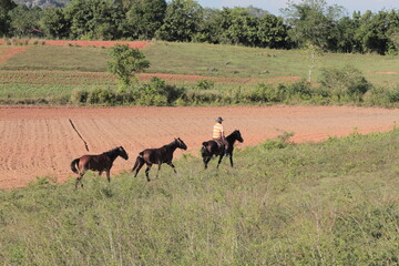 caballos en Cuba