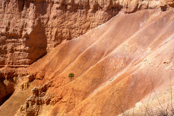 Bryce canyon, Utah, USA. Little tree along with hoodoos and rock formations