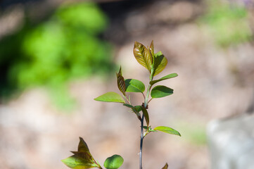 Young leaves on a branch at the end of April
