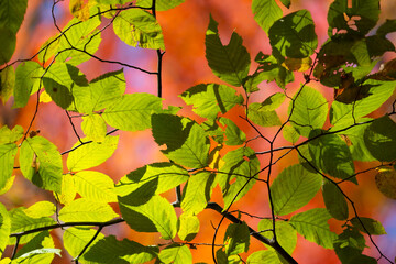 Colorful foliage in the forest