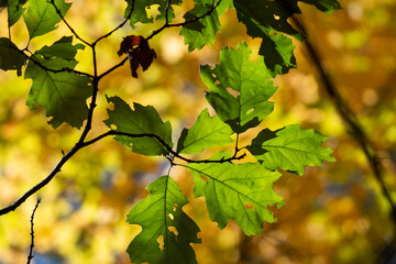 Colorful foliage in the forest