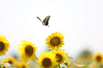 sunflower and bee