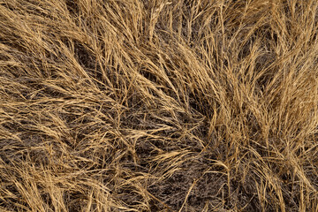 Yellow grass background