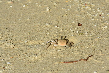 sand crab on the beach sand camouflaged