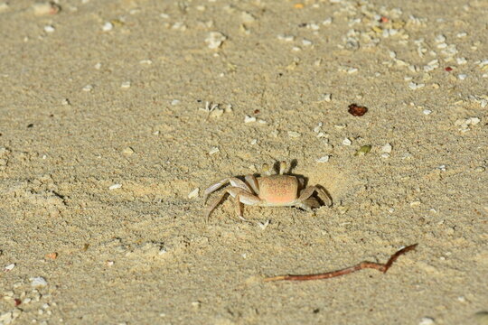 sand crab on the beach sand camouflaged