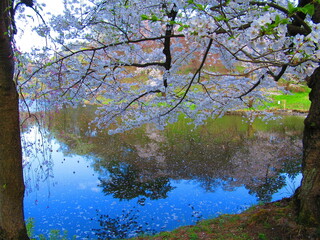 弘前公園　桜