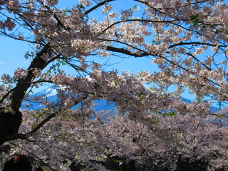 弘前公園　桜