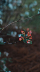 Red flower buds blooming