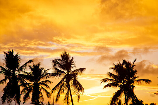 palm trees silhouettes at background of tropical golden sunset
