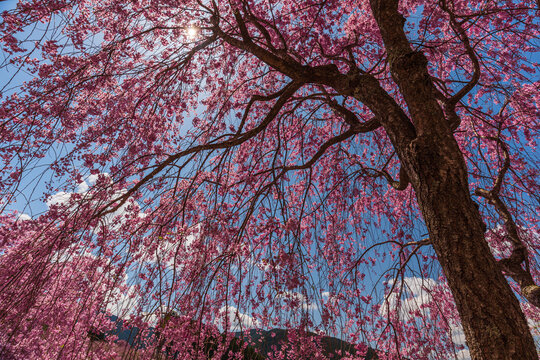 Weeping Willow Tree In Japan Background, Cherry Blossoms Weeping Cherry  Tree, Hd Photography Photo, Water Background Image And Wallpaper for Free  Download