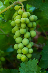 Green grapes