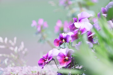 明るい草原に咲く色鮮やかな紫のパンジー