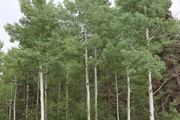 A grove of aspen trees in the woods of Colorado