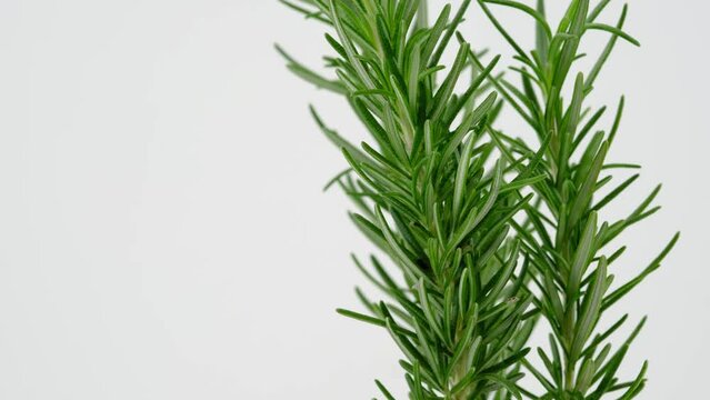 Close view of rotated rosemary in white background 