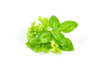 Basil leaves with lettuce, isolated on white background.