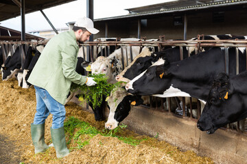 Male farmer feeding cows with fresh grass at cow farm