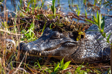 black caiman sunbathing with aquatic plants