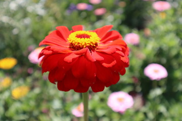 A bright and beautiful flower grows on a farm in Colorado