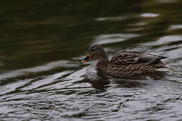 Duck in a water.