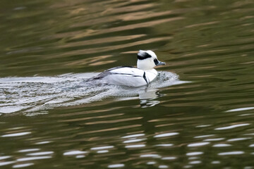 The smew mail is swimming away on the pond.