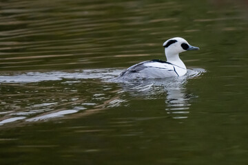 Smew is swimming on the water.