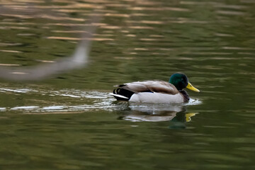 Obraz premium Duck mail is swimming on the pond