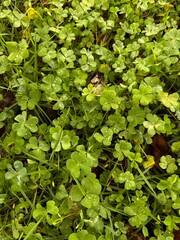 green leaves background