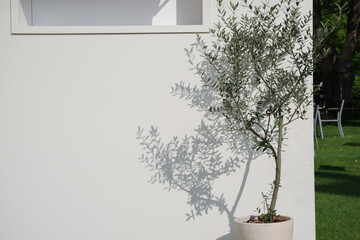 オリーブの鉢植えと白い建物