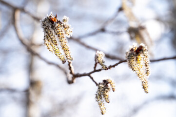 Trembling aspen catkins